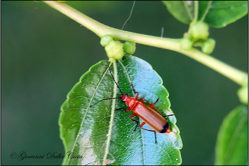 Identificazione: Rhagonycha fulva